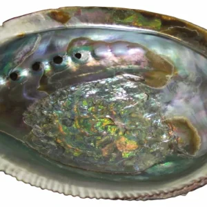 5-6" Mexico Abalone Shell