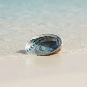 5-6" Mexico Green Abalone Shell