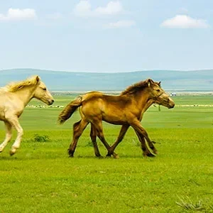 Inner Mongolia Tour from Beijing to Duolun, Xilinhot, Dlinuar Lake